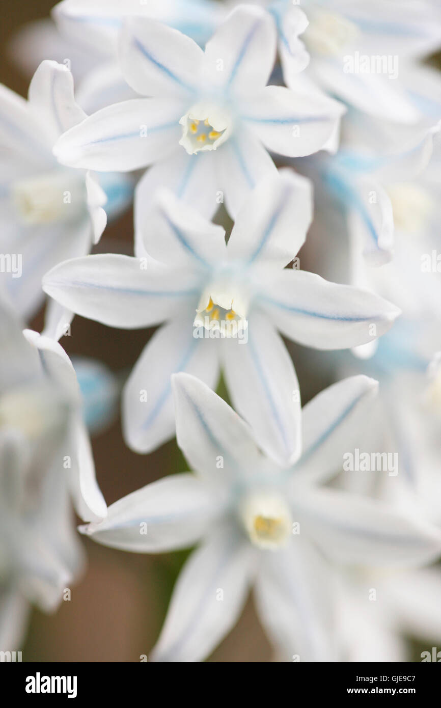 Affascinante blu argenteo fiori di primavera noto anche come striped squills Jane Ann Butler JABP Fotografia1617 Foto Stock