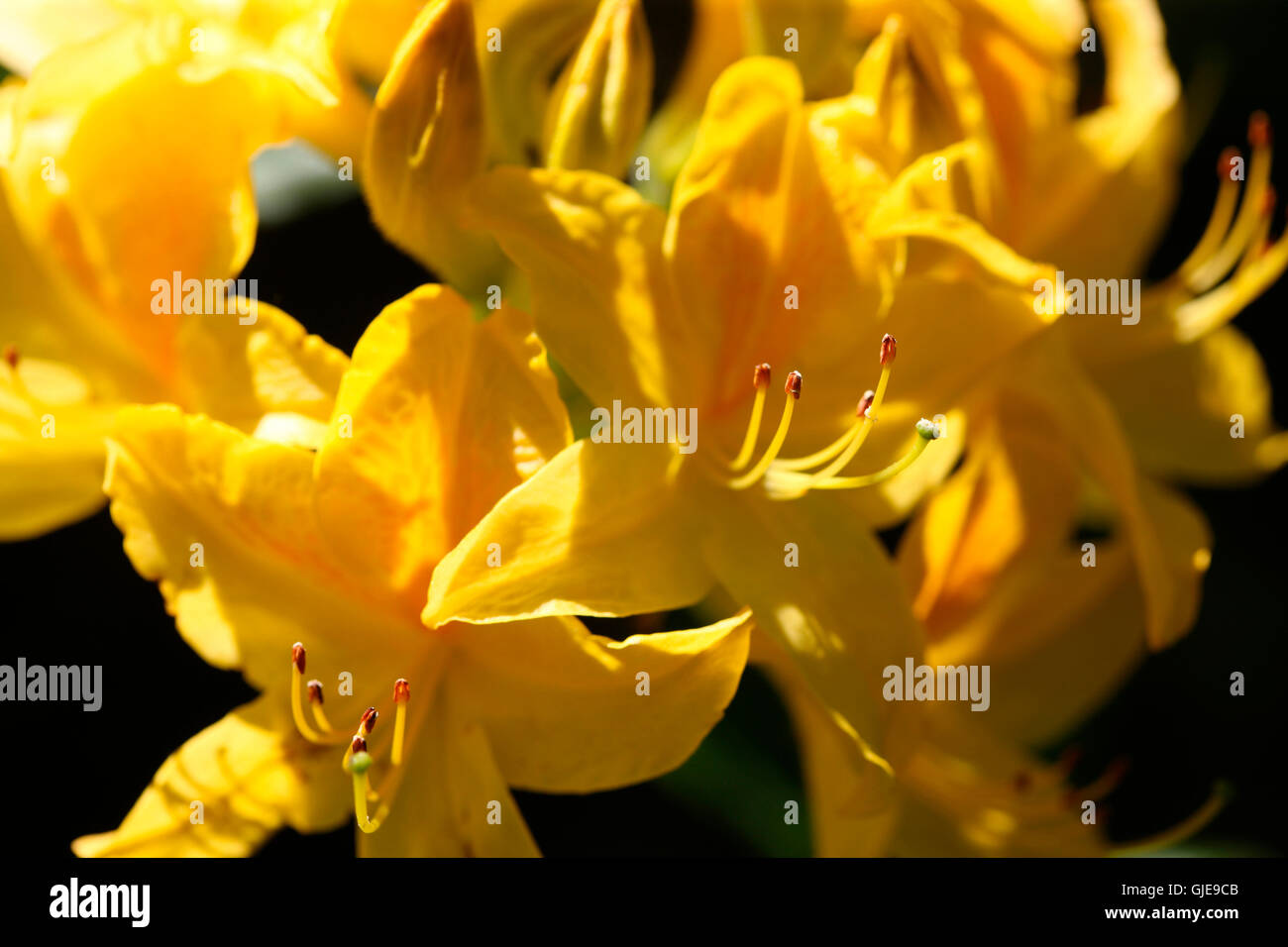 Bel colore giallo fioritura azalee in primavera Jane Ann Butler JABP Fotografia2670 Foto Stock