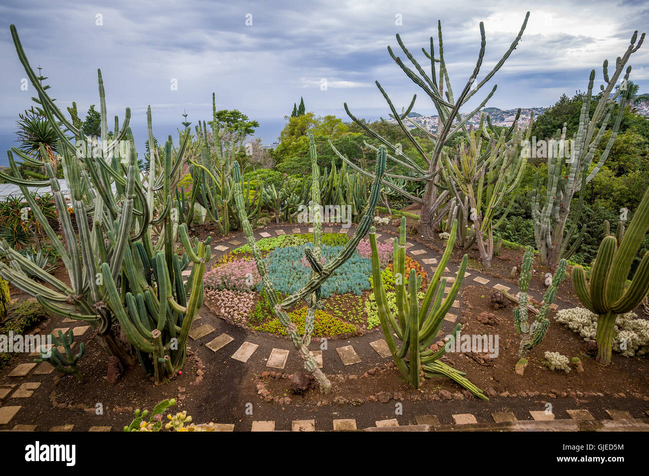 Enorme cactus al Giardino Botanico di Funchal, Madeira Foto Stock