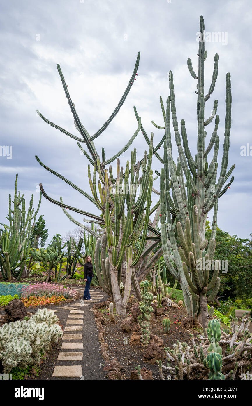 Turista è in piedi vicino il cactus giganti al Giardino Botanico di Funchal, Madeira Foto Stock
