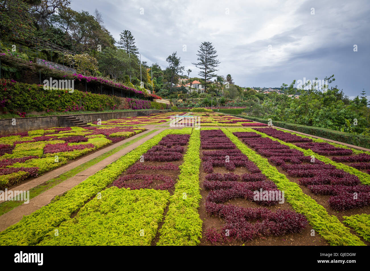 Decorativi fiori coloratissimi campi al giardino botanico di Funchal, Madeira. Foto Stock