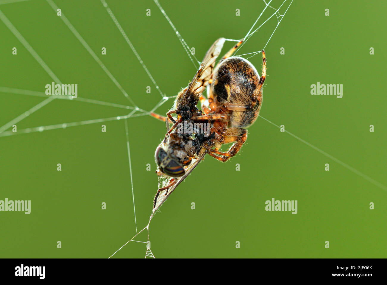 Orb in marmo-weaver (Araneus marmoreus) mangiare catturato preda, maggiore Sudbury, Ontario, Canada Foto Stock