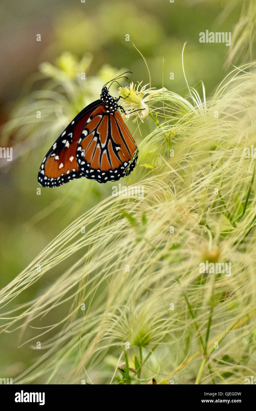 Regina butterfly (Danaus gilippus), Rio Grande città, Texas, Stati Uniti d'America Foto Stock