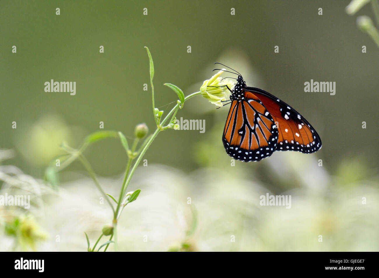 Regina butterfly (Danaus gilippus), Rio Grande città, Texas, Stati Uniti d'America Foto Stock