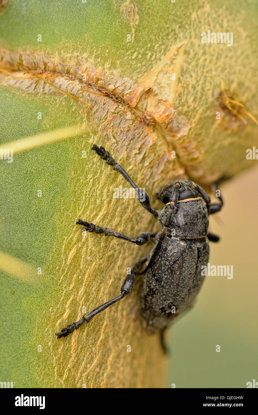 Il Cactus di lungo-cornuto beetle (Moneilema spp.), Rio Grande città, Texas, Stati Uniti d'America Foto Stock