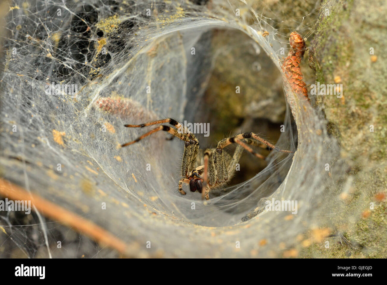 Imbuto spider web (Agelenopsis naevia), Petit Jean State Park, Arkansas, STATI UNITI D'AMERICA Foto Stock