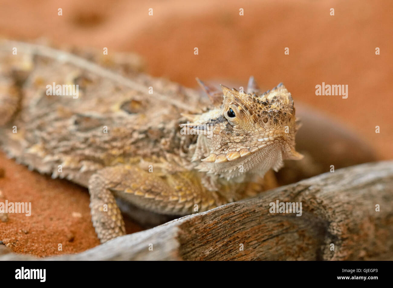 Texas cornuto lizard (Phrynosoma cornutum), Rio Grande città, Texas, Stati Uniti d'America Foto Stock