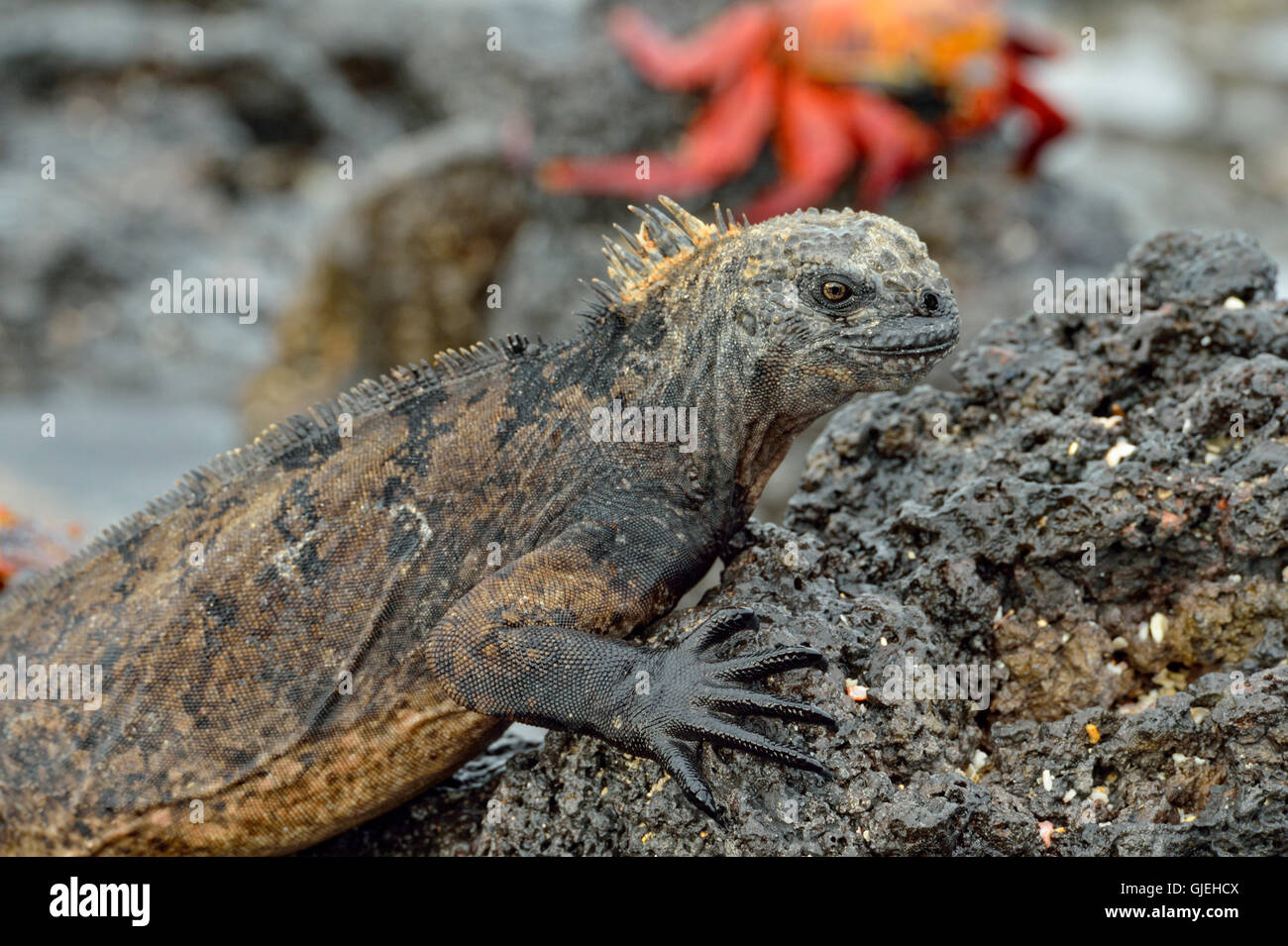 Iguana marina (Amblyrhynchus cristatus), Isole Galapagos National Park, Santa Cruz è., Las Bachas Beach, Ecuador Foto Stock