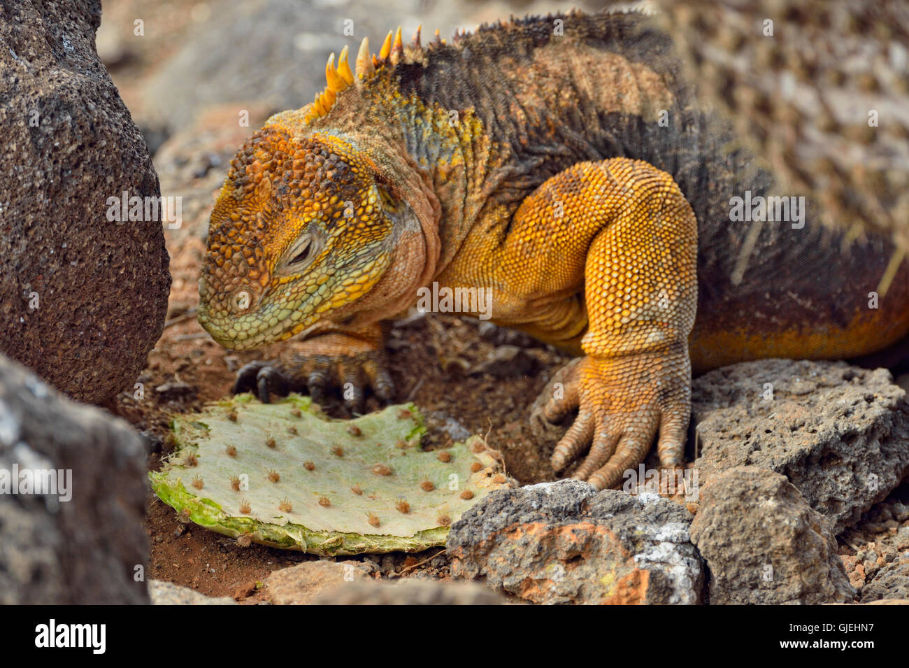 Terra Galapagos iguana (Conolophus subcristatus), Isole Galapagos National Park, Nord Seymore è., Ecuador Foto Stock