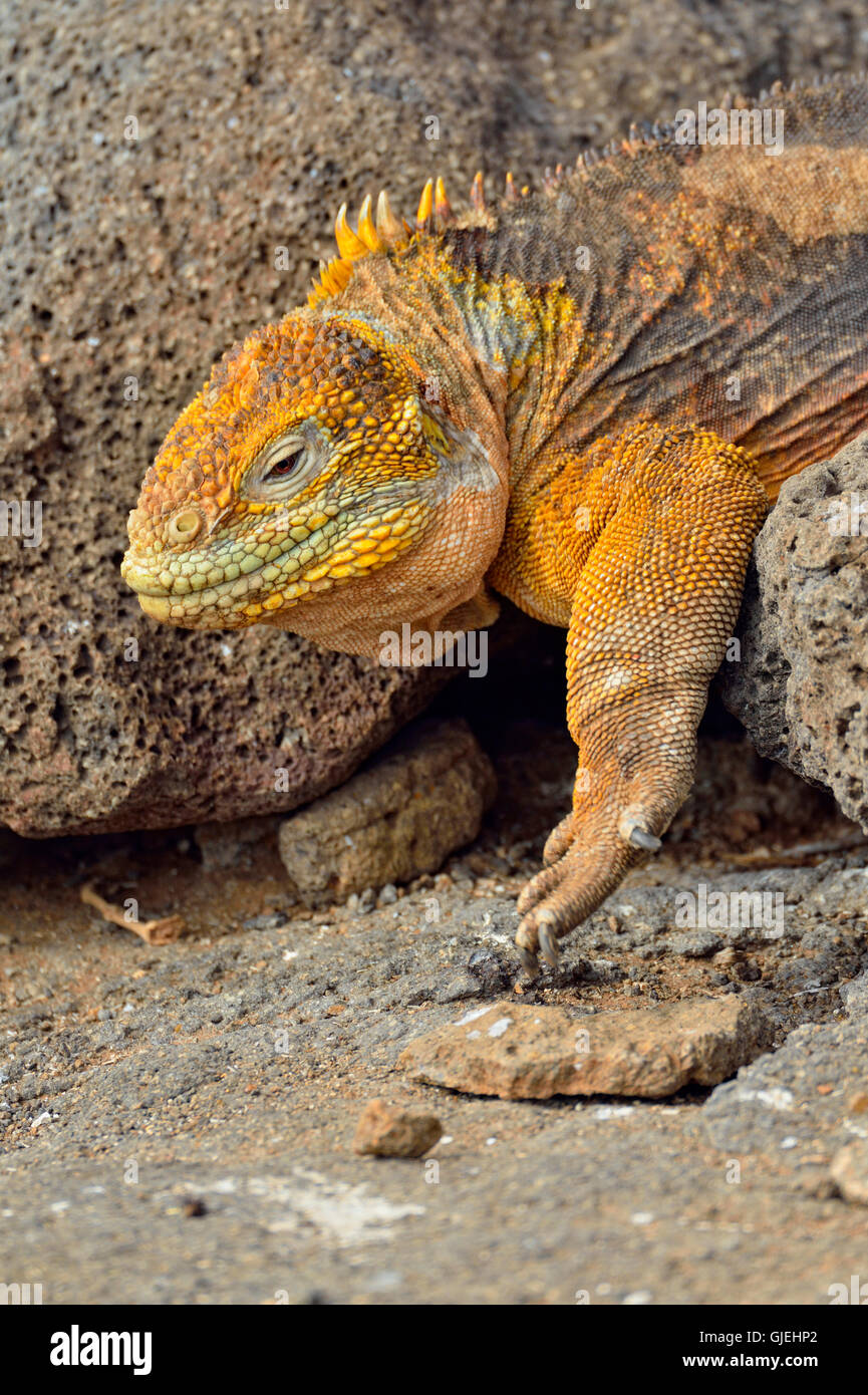Terra Galapagos iguana (Conolophus subcristatus), Isole Galapagos National Park, Nord Seymore è., Ecuador Foto Stock