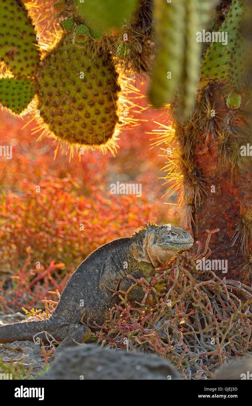 Terra Galapagos iguana (Conolophus subcristatus), Isole Galapagos National Park, Sud Plaza Isola, Ecuador Foto Stock