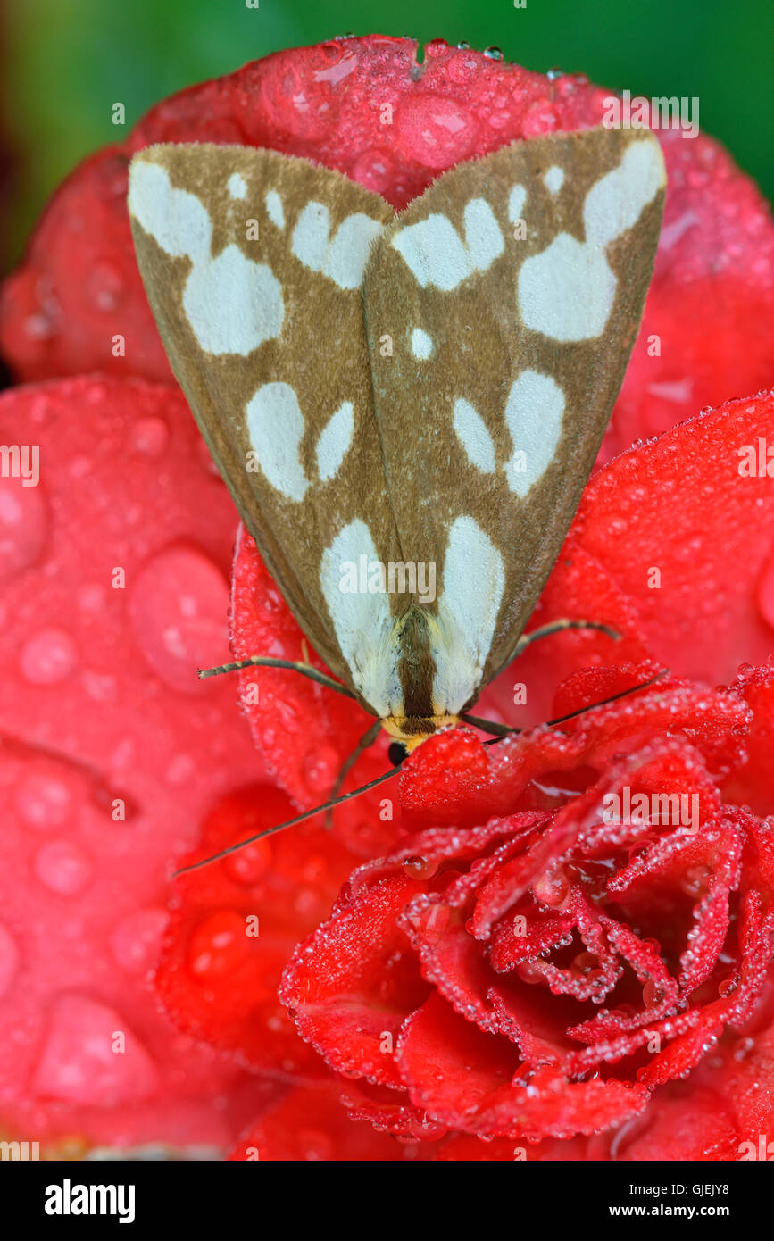 Confuso Haploa tarma (Haploa confusa) appoggiato sul rosso fiori da giardino, con le gocce di pioggia, maggiore Sudbury, Ontario, Canada Foto Stock
