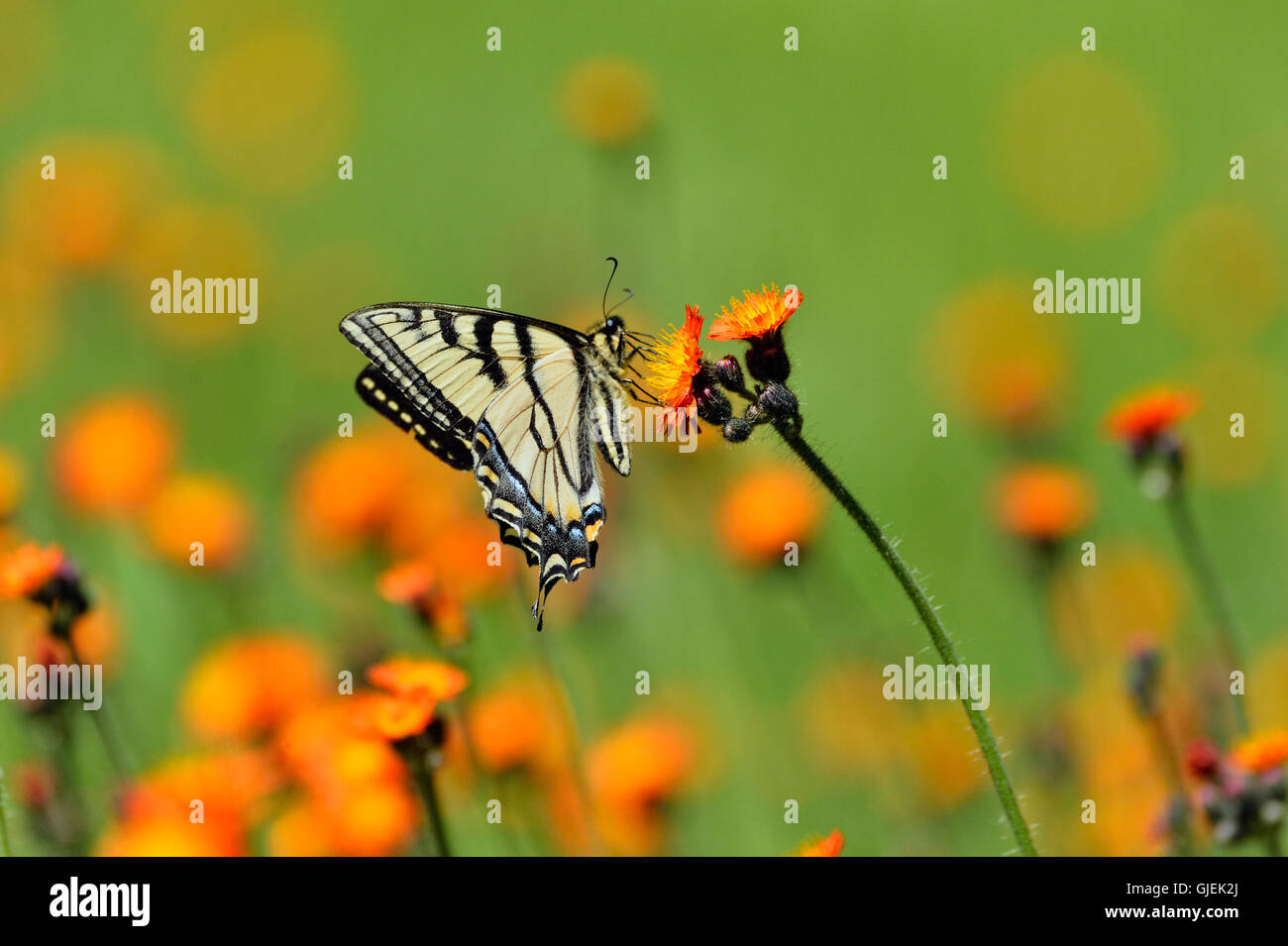 Tiger canadese a coda di rondine (Papilio canadensis) Nectaring hawkweed arancione, maggiore Sudbury, Ontario, Canada Foto Stock