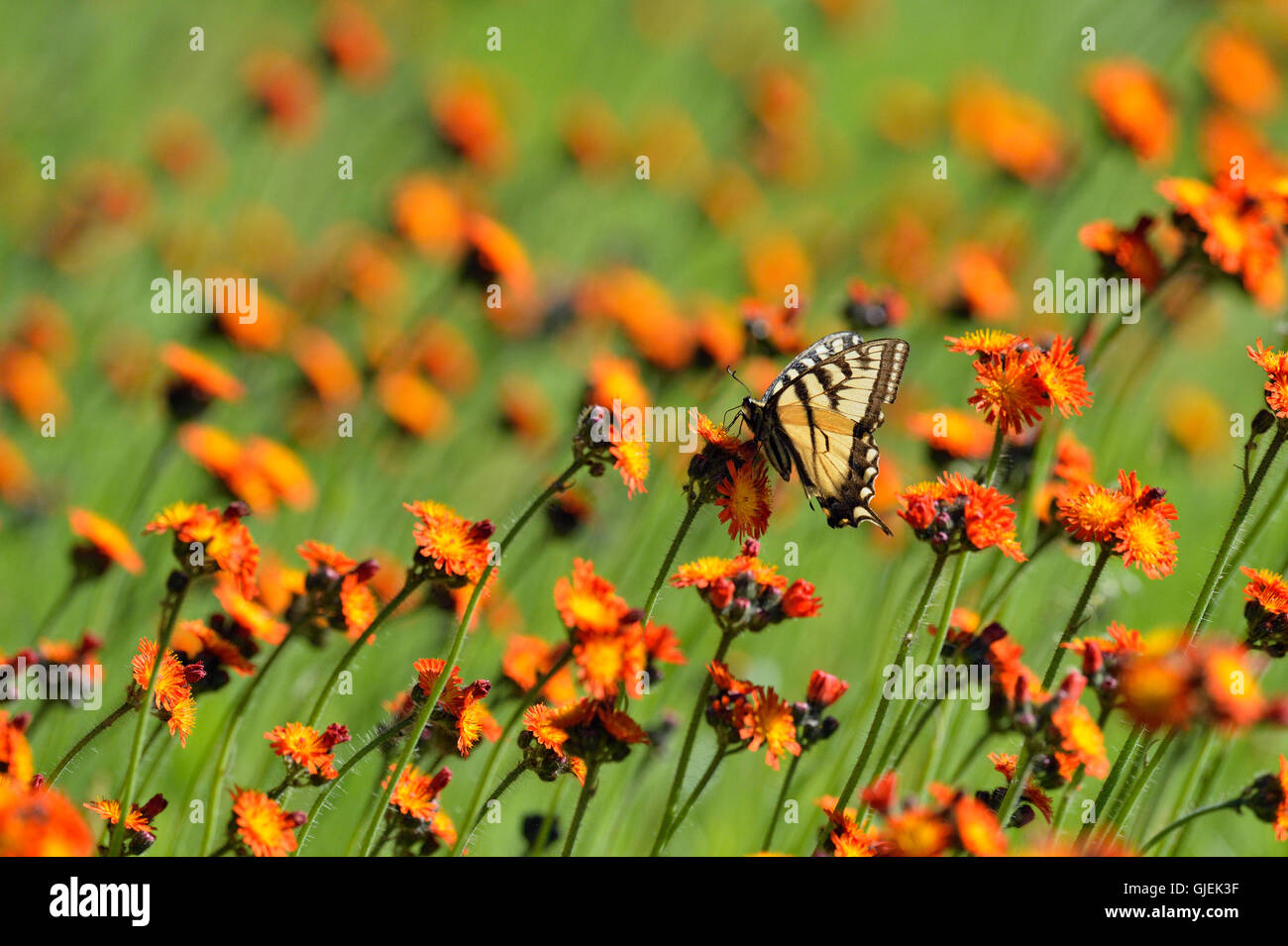 Tiger canadese a coda di rondine (Papilio canadensis) Nectaring hawkweed arancione, maggiore Sudbury, Ontario, Canada Foto Stock