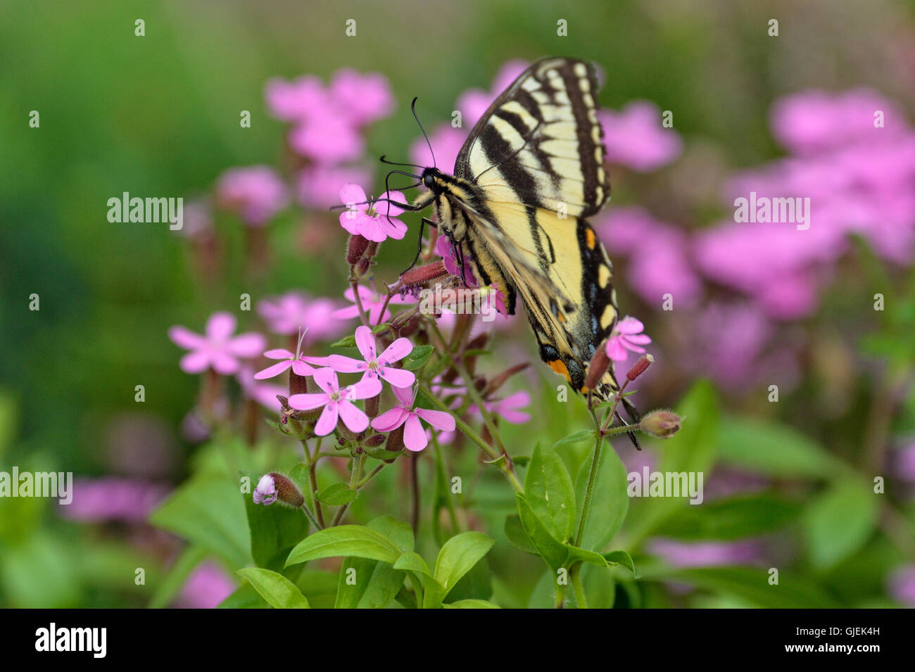 Tiger canadese a coda di rondine (Papilio canadensis) Nectaring fiori da giardino, maggiore Sudbury, Ontario, Canada Foto Stock