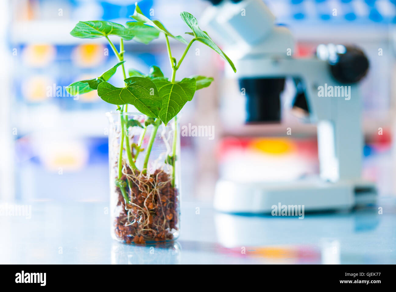 Pianta geneticamente modificata in laboratorio di scienze Foto Stock