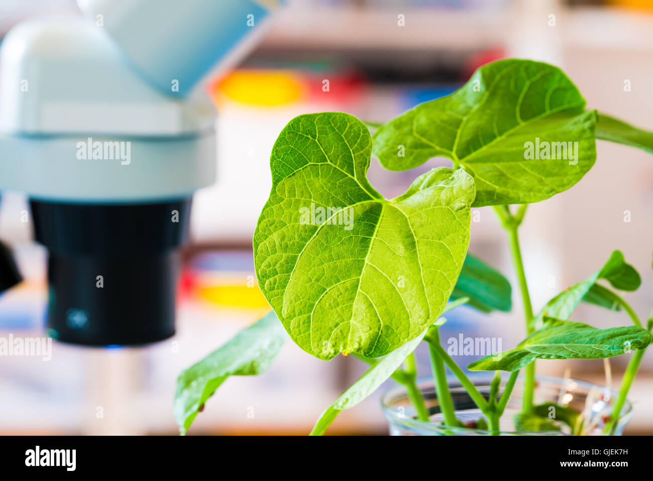 Pianta geneticamente modificata in laboratorio di scienze Foto Stock