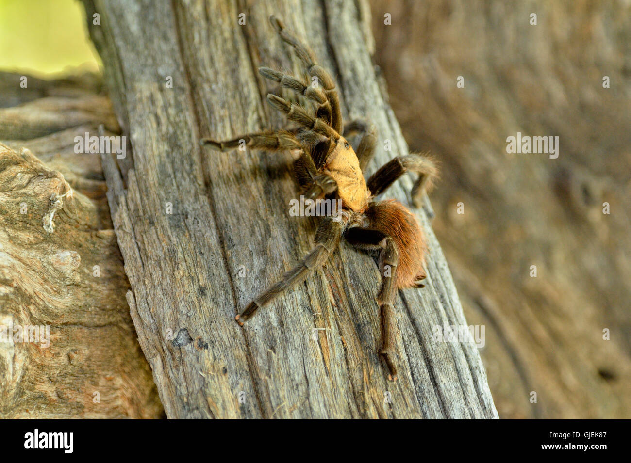 Texas Brown tarantula (Aphonopelma hentzi), Rio Grande città, Texas, Stati Uniti d'America Foto Stock