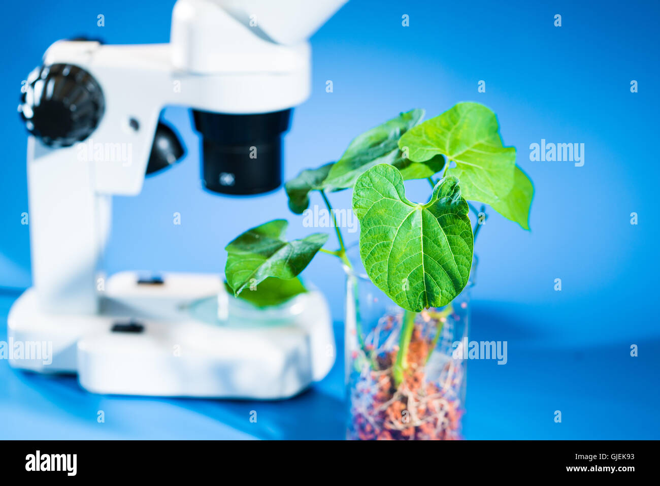 La ricerca sugli effetti delle sostanze chimiche sulla crescita di piante Foto Stock