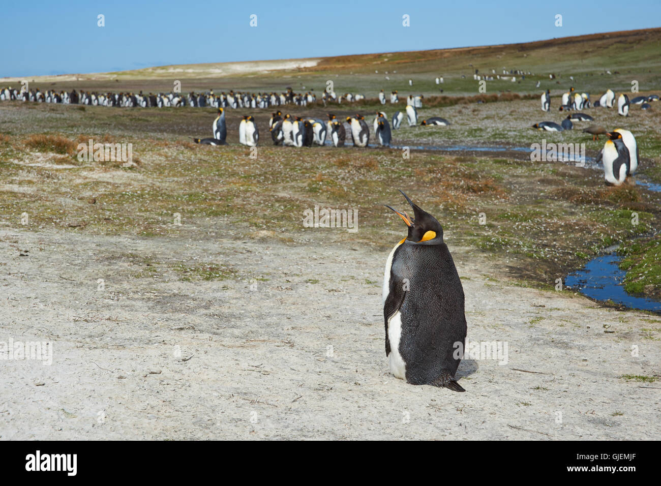 Pinguino reale (Aptenodytes patagonicus) colonia al punto di volontariato nelle isole Falkland. Foto Stock