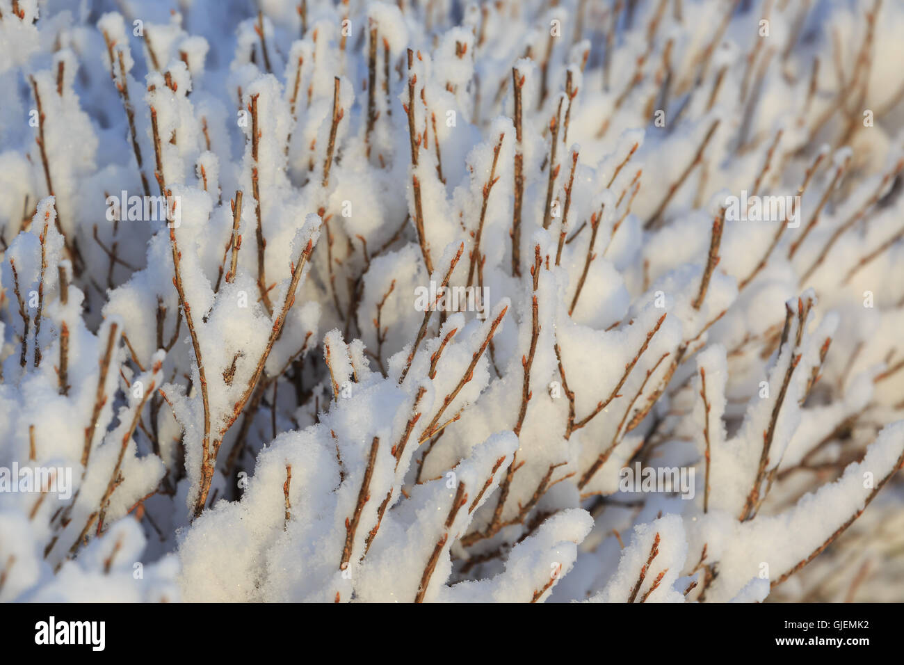 Coperta di neve rami dopo una nevicata invernale. Foto Stock