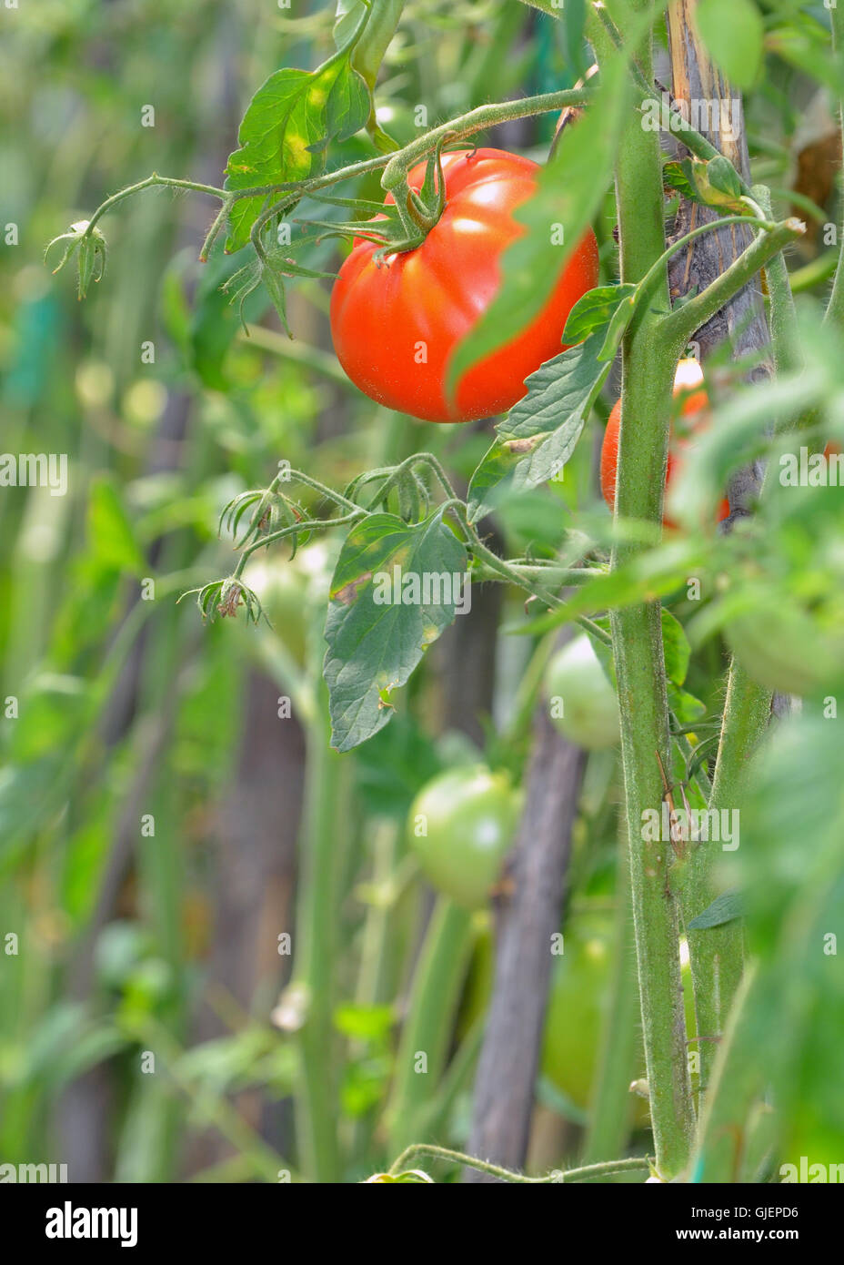 Pomodoro rosso maturazione in serra Foto Stock