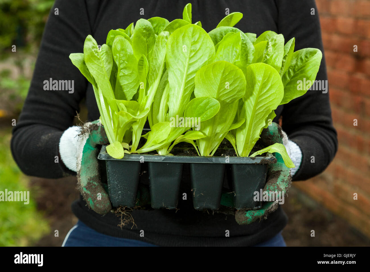 Giovani piante di lattuga in un vassoio pronto per piantare in un giardino o un riparto. Inghilterra, Regno Unito Foto Stock