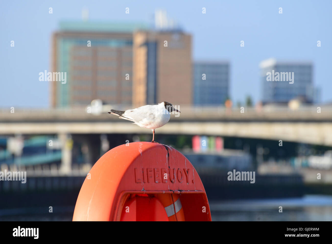 Nero testa Gull, Belfast Foto Stock
