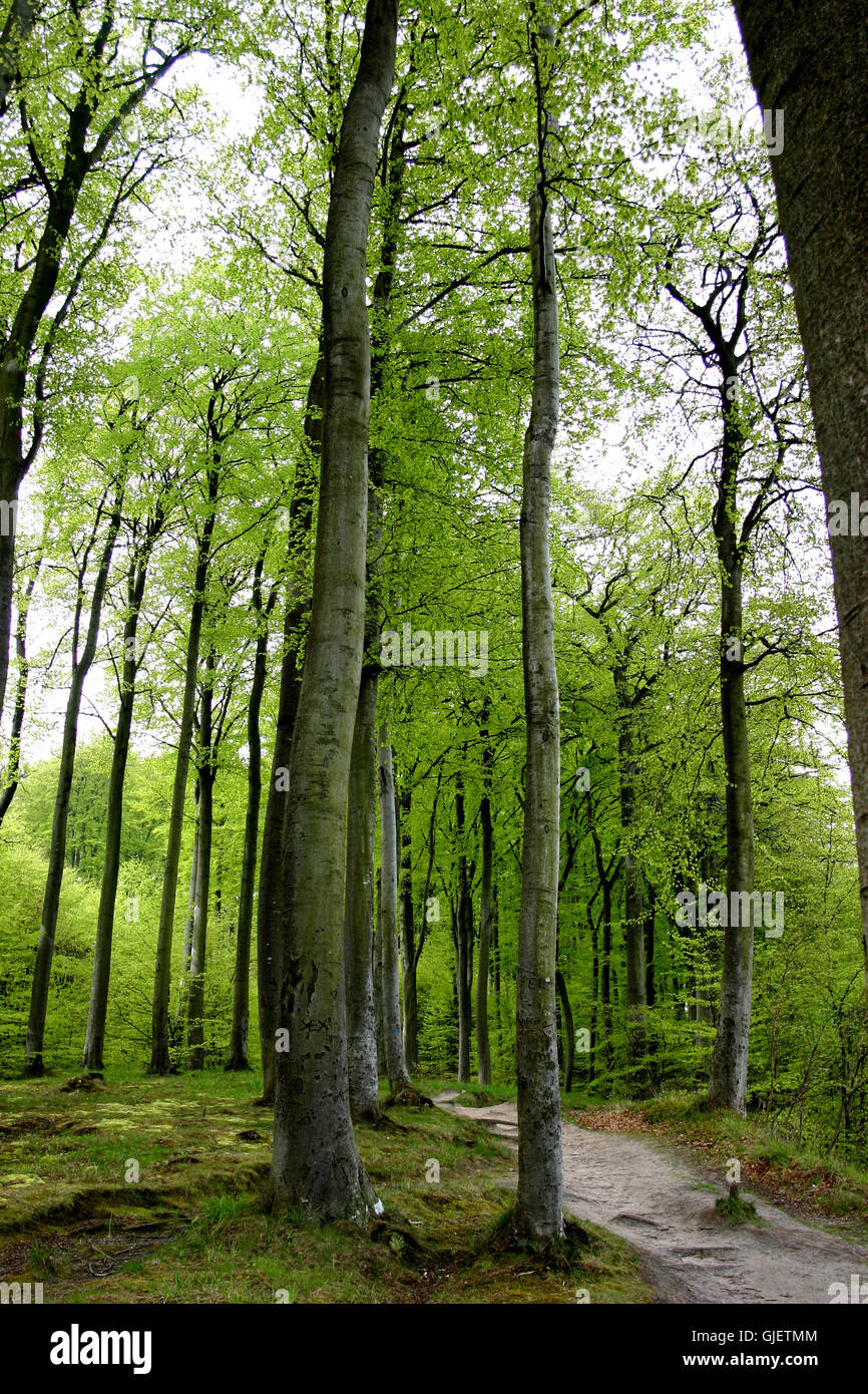 legno di alberi Foto Stock