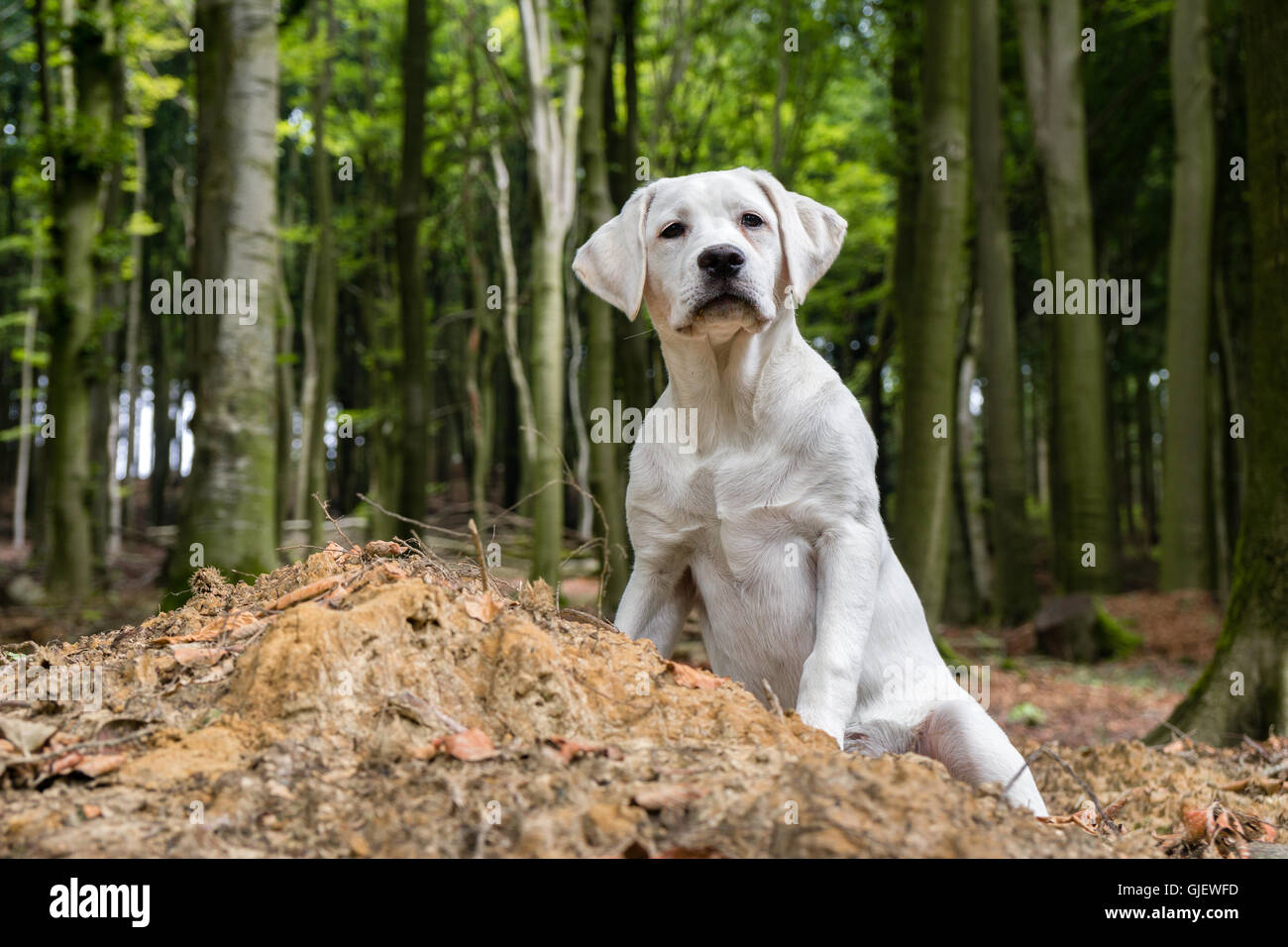 Giovani labrador cucciolo di cane nella foresta Foto Stock