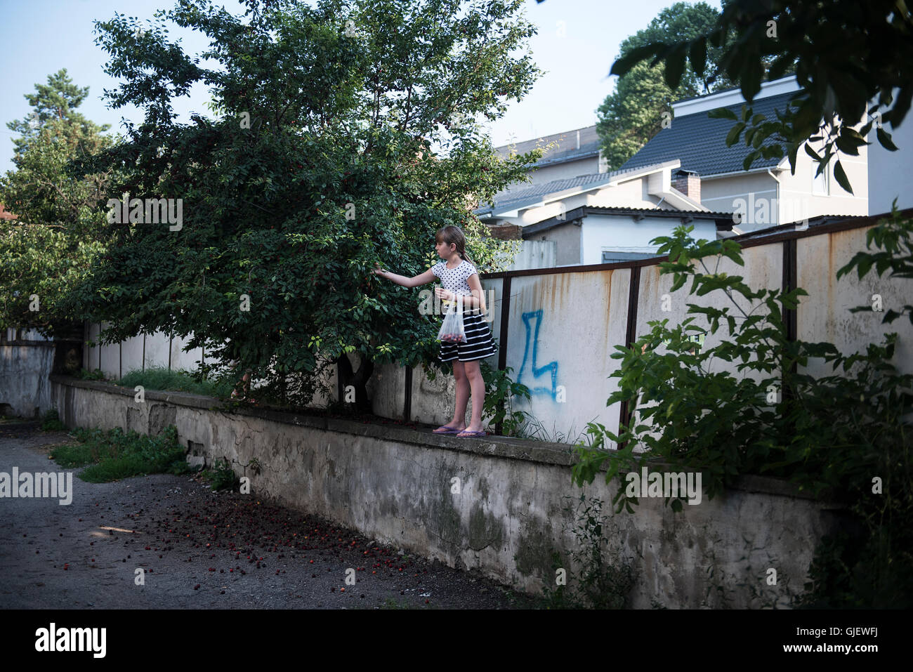 Una ragazza raccoglie le prugne da un albero presso il cortile di una casa, presso la città di a Horodenka in Ucraina occidentale Foto Stock