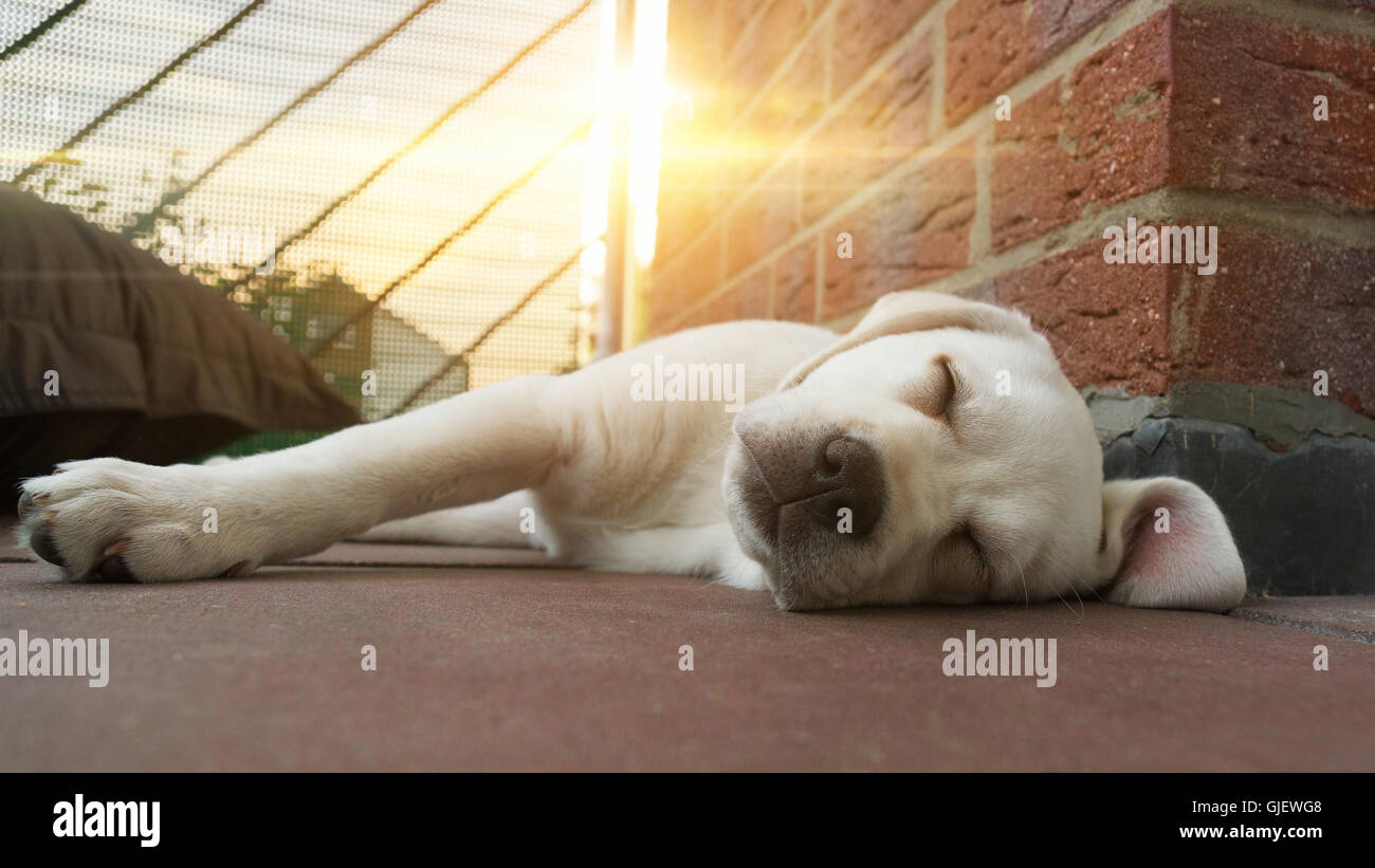 Sleeping Labrador cucciolo di cane al tramonto sdraiato sul pavimento Foto Stock