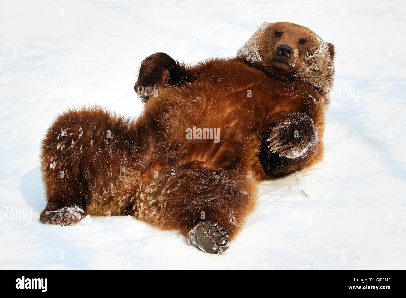 Orso Bruno Foto Stock