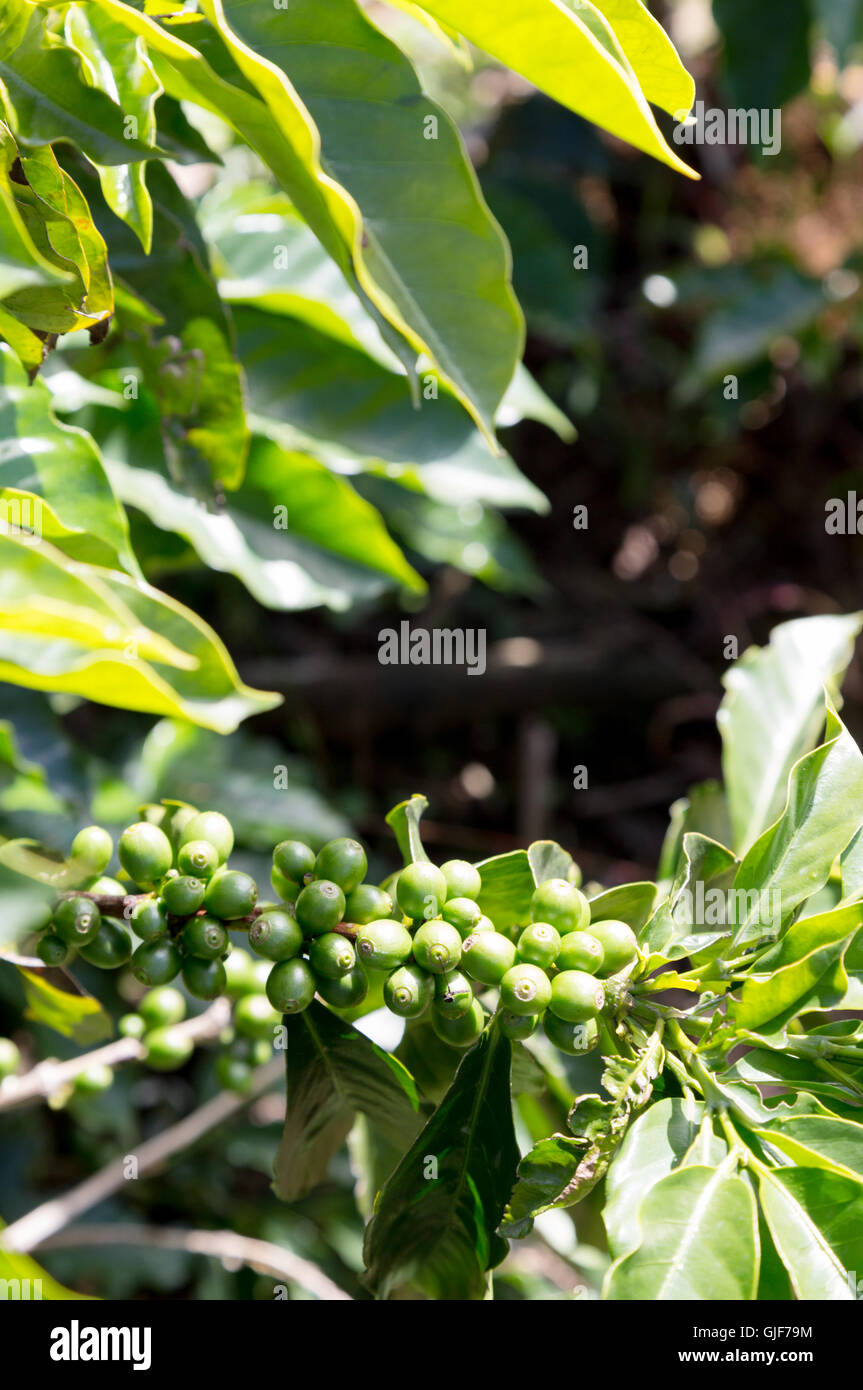 I chicchi di caffè che cresce in una piantagione di caffè, Poa, Costa Rica, America Centrale Foto Stock