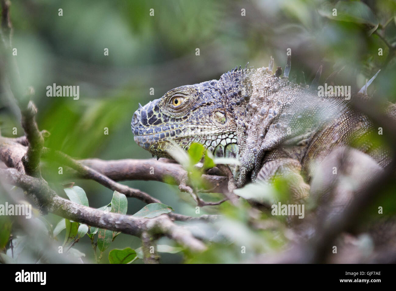 La testa di un comune o verde ( Iguana Iguana iguana) nella foresta pluviale, Arenal, Costa Rica, America Centrale Foto Stock