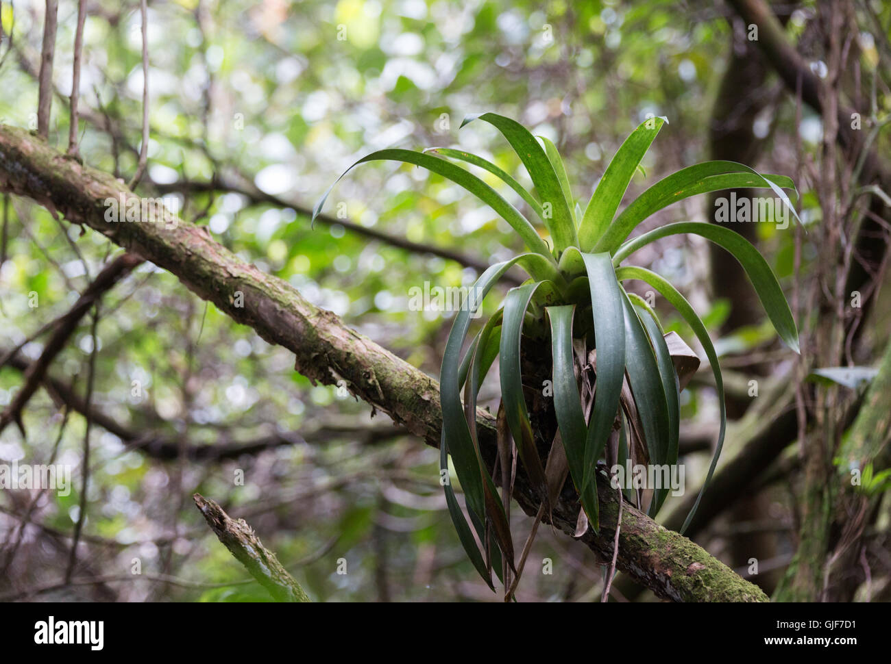 Bromeliad cresce su un ramo di albero, Poas parco nazionale della foresta pluviale, Costa Rica, America Centrale Foto Stock
