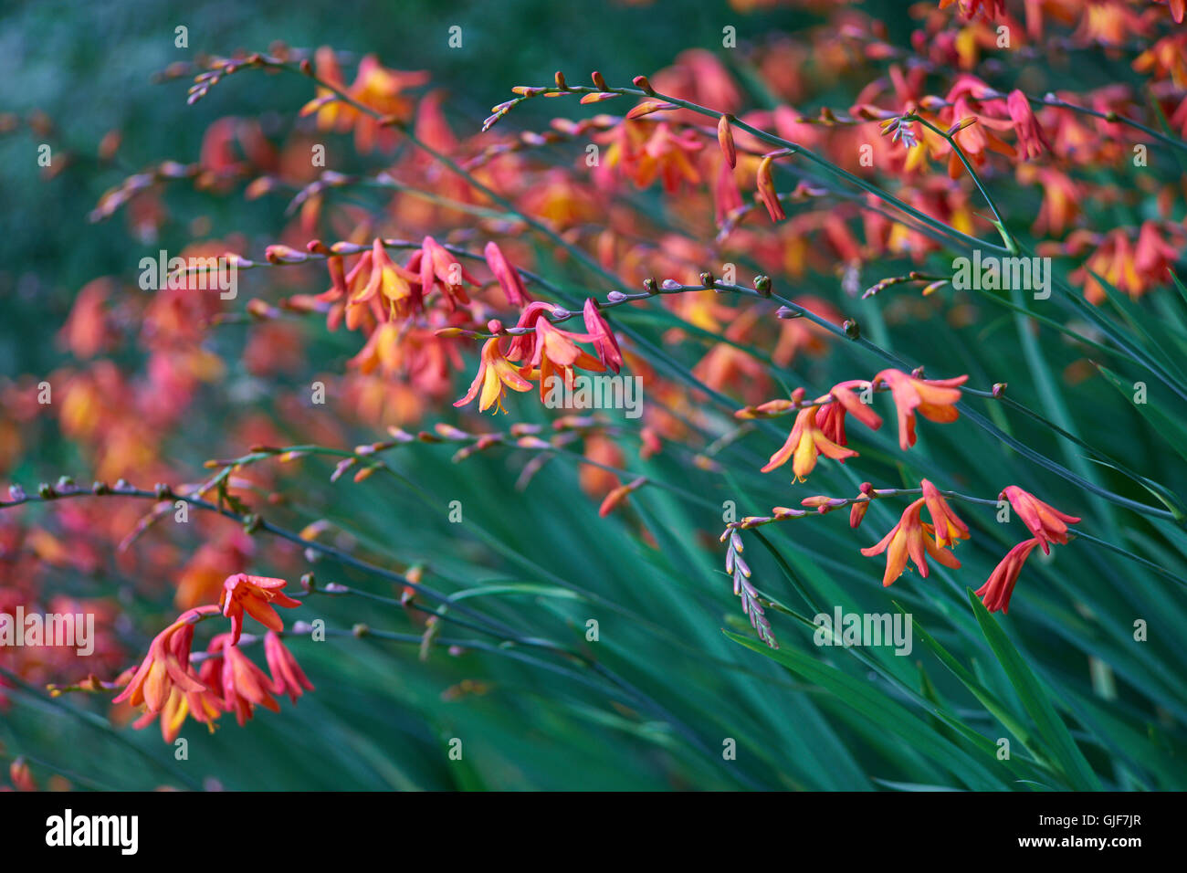 Coppertips stelle cadenti montbretia fiori Crocosmia crocosmiflora Foto Stock