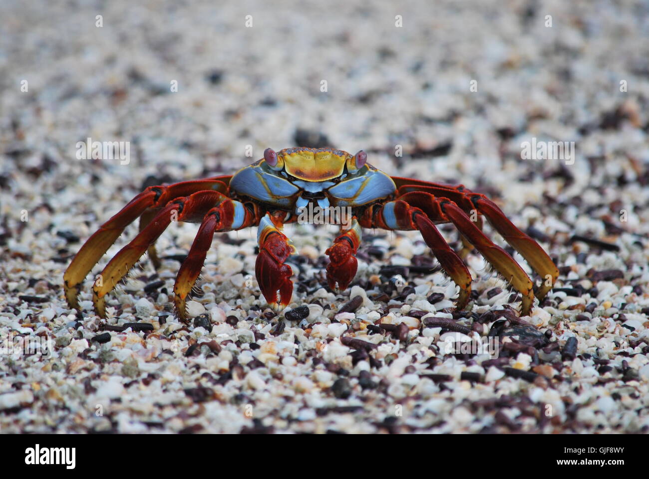 Sally Lightfoot crab,Isole Galapagos. Foto Stock