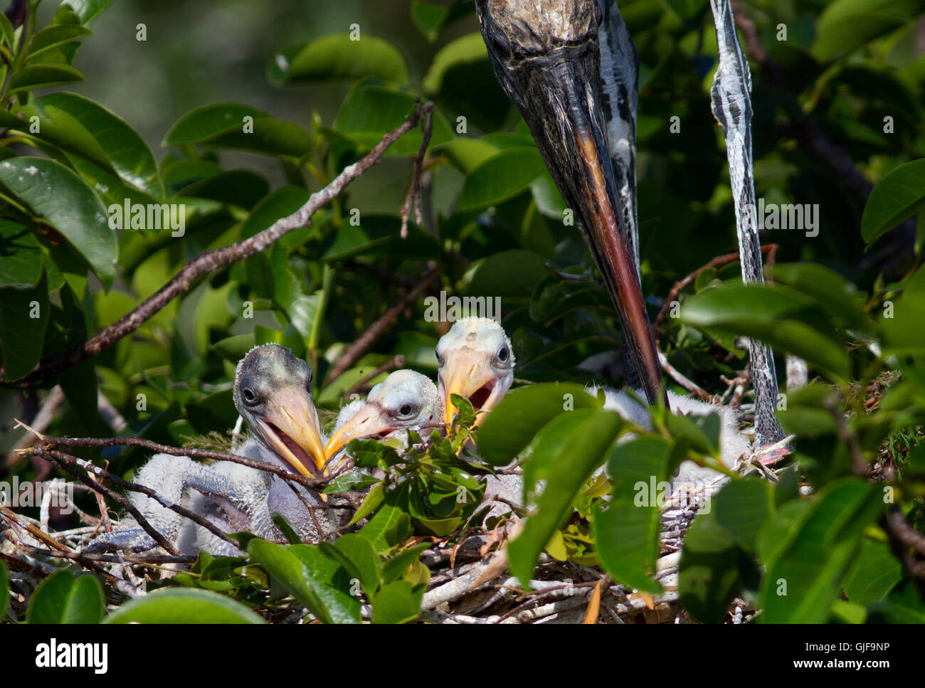 Il genitore cicogna legno protettivo si erge sopra i suoi piccoli nidiacei prima di una sessione di alimentazione. Foto Stock