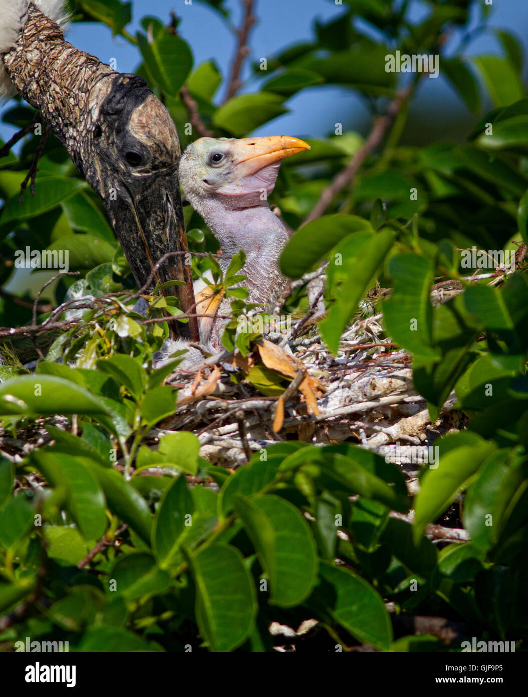 Un molto self soddisfatto cercando giovani predicatore bird guadagnare quel nome come sembra a contemplare l'universo dopo un pasto. Foto Stock