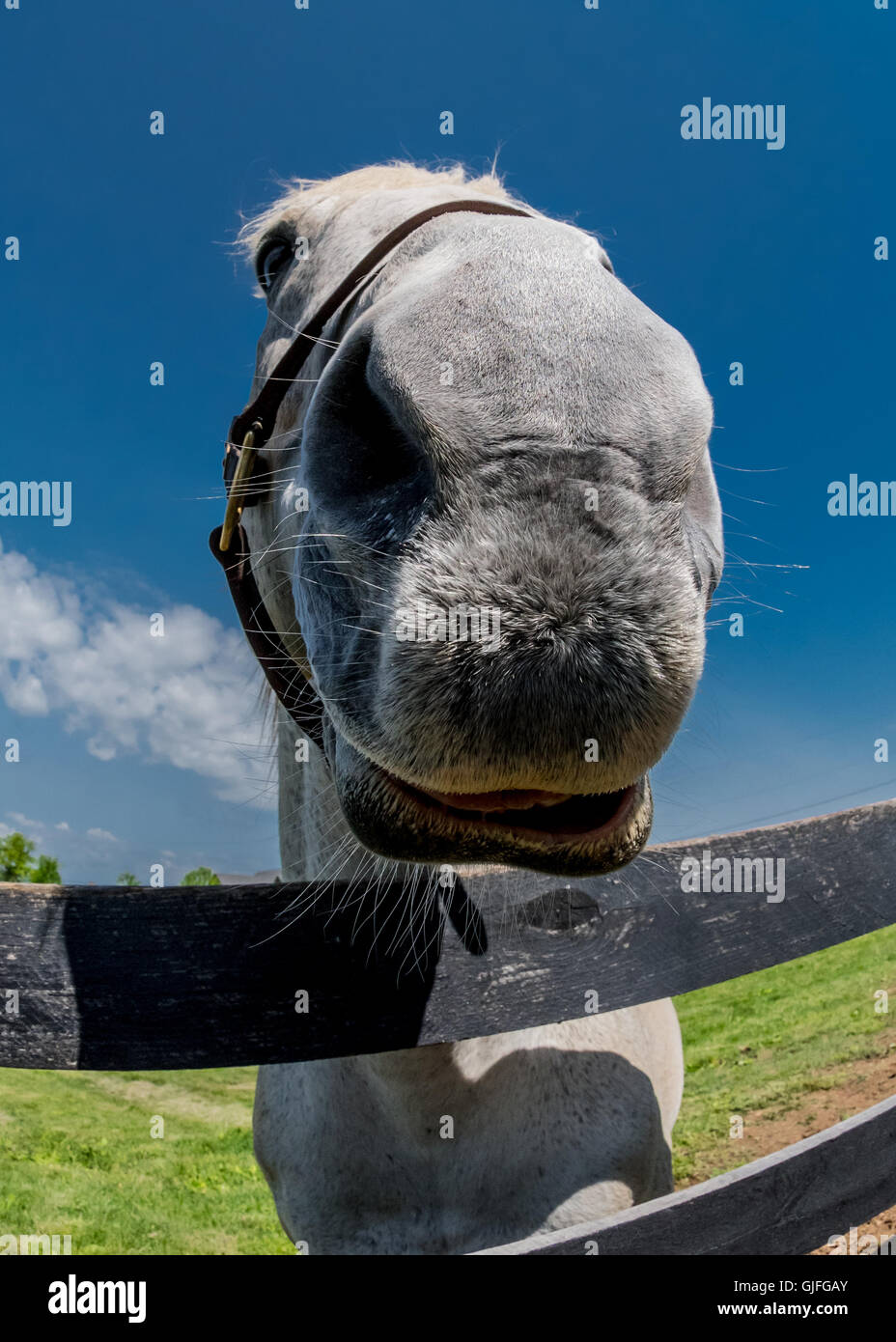Fisheye del cavallo di naso peeking oltre il recinto Foto Stock