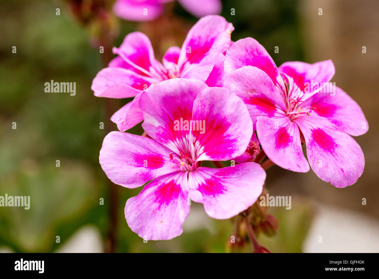 Geranio bicolore immagini e fotografie stock ad alta risoluzione - Alamy
