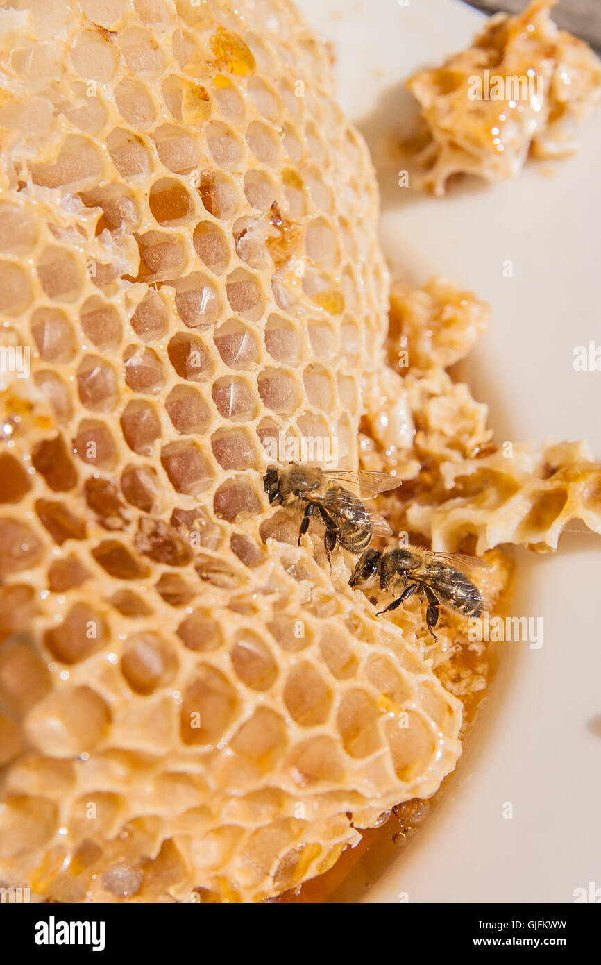Vista ravvicinata della lavorazione bee sul nido con il dolce miele. Piastra bianca con la sezione di cera Favo di miele dal Beehive Foto Stock