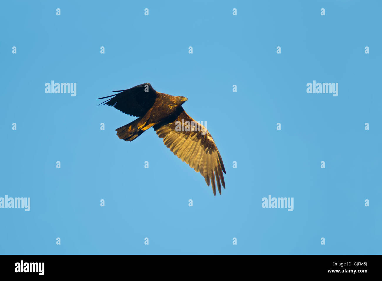 Aquila reale Aquila chrysaetos canadensis Cedar City, Utah, Stati Uniti 7 luglio adulto in volo. Acciptridae Foto Stock