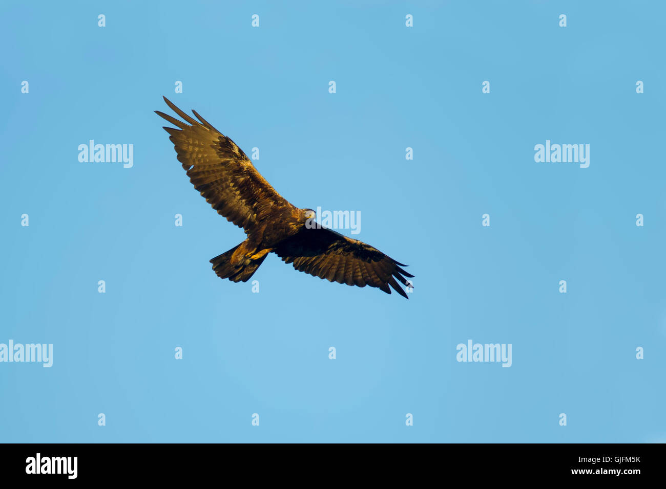 Aquila reale Aquila chrysaetos canadensis Cedar City, Utah, Stati Uniti 7 luglio adulto in volo. Acciptridae Foto Stock