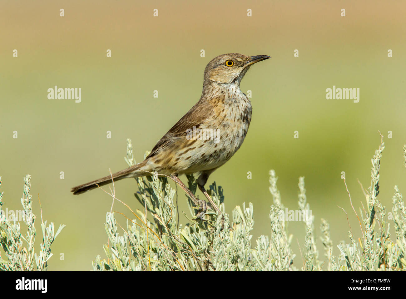 Sage Thrasher Oreoscoptes montanus Cedar City, Utah, Stati Uniti 7 luglio adulto su Big Sagebrush. Mimidae Foto Stock