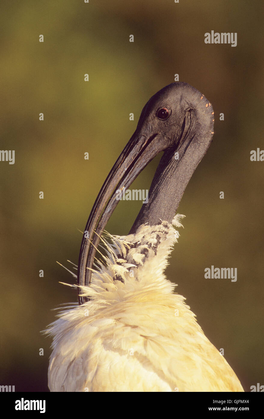 Australian White Ibis o Sacred Ibis, Threskiornis molucca, piume del collo di preening Foto Stock