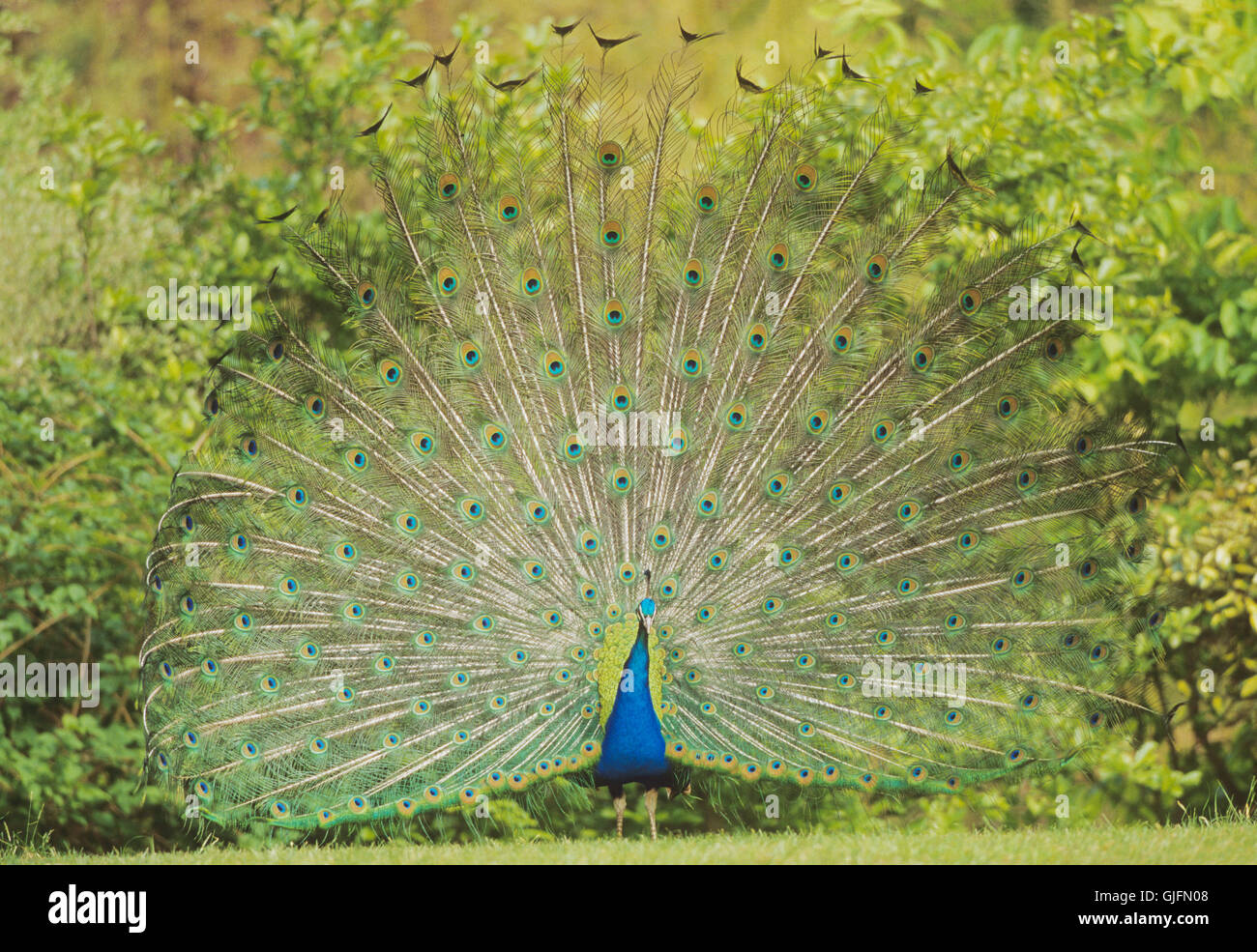 Indian Peacock, Pavo cristatus, uccello maschio visualizzazione di piume di coda, Rajasthan, India Foto Stock