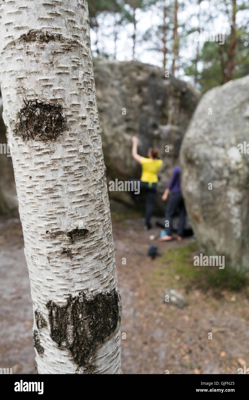 Bouldering in Fontainebleau, Francia. Foto Stock