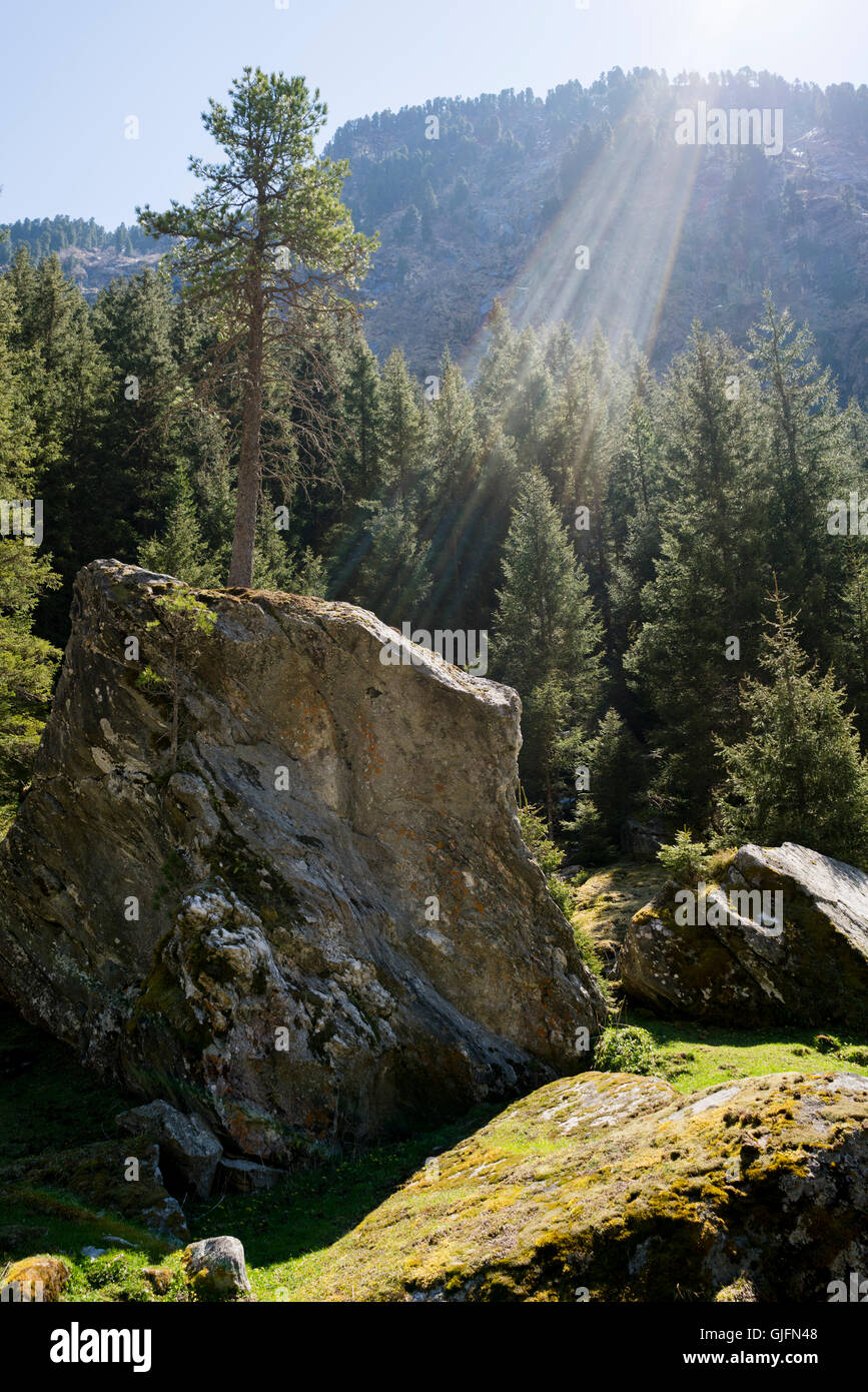 I raggi di luce che splende su una roccia con un albero su di esso nel Sundergrund bouldering area nella Zillertal, Austria. Foto Stock